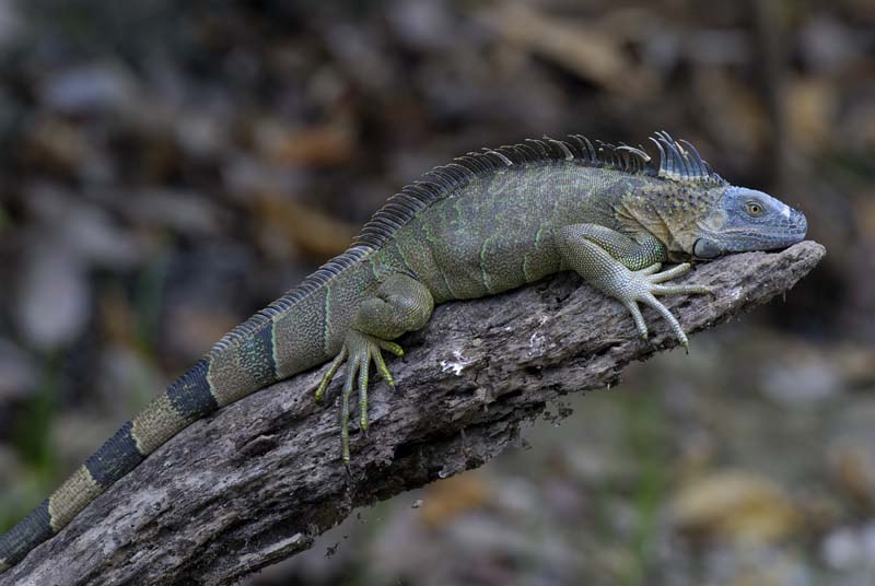 0896_CostaRica_Cano_Negro_Iguane_
