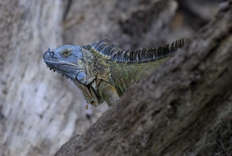 0910_CostaRica_Cano_Negro_Iguane_