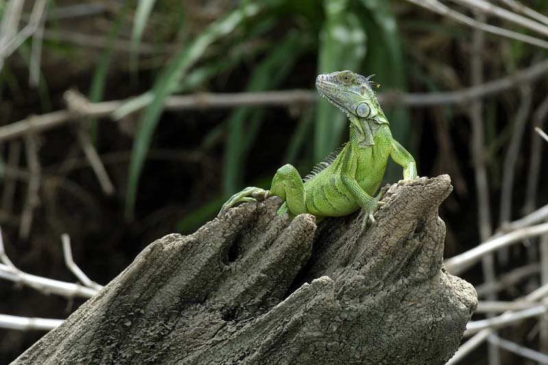 2166_CostaRica_Palo_Verde_Iguane_