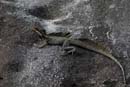 1448_CostaRica_Rincon_de_la_Viejas_Basilis_brun_