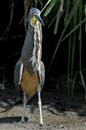 1961_CostaRica_Palo_Verde_Onore_du_Mexique_