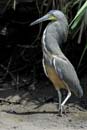 1963_CostaRica_Palo_Verde_Onore_du_Mexique_
