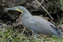2129_CostaRica_Palo_Verde_Onore_du_Mexique_