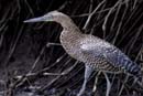 2153_CostaRica_Palo_Verde_Onore_du_Mexique_