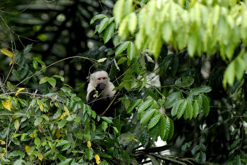 1053_CostaRica_Cano_Negro_Capucins_