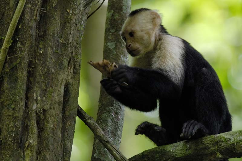 2646_CostaRica_Carara_Capucins_