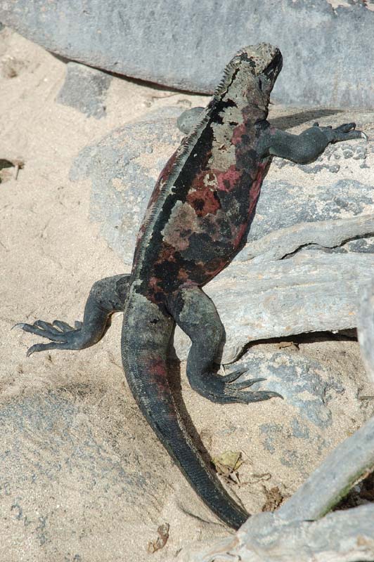 05_2780_GALAPAGOS_ESPAGNOLA