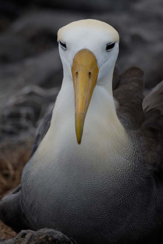 2932_GALAPAGOS_ESPAGNOLA