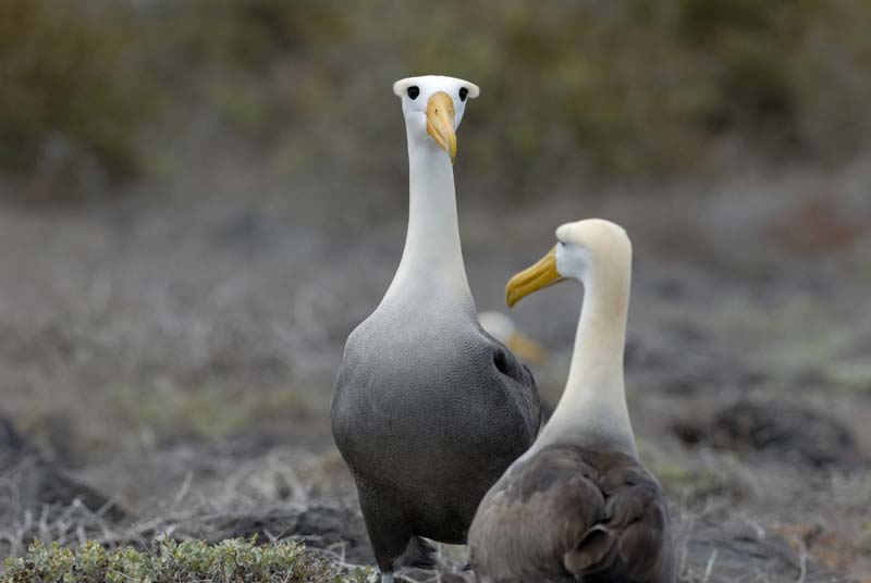 2948_GALAPAGOS_ESPAGNOLA