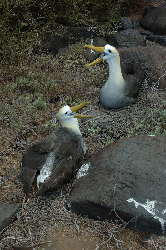 3012_GALAPAGOS_ESPAGNOLA
