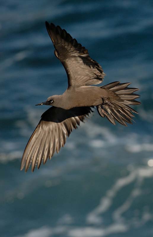 16_3762_GALAPAGOS_PLAZA_SUD