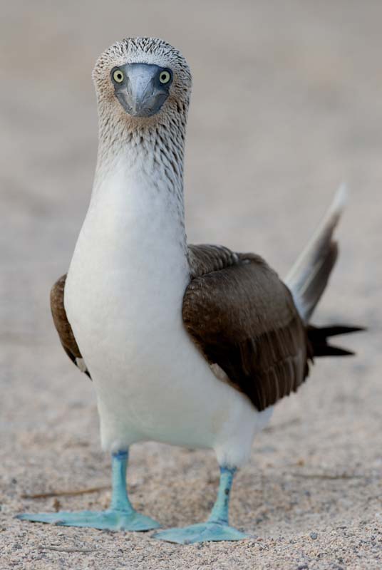 0179_GALAPAGOS_SEYMOUR