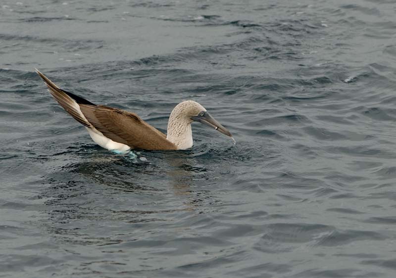 1066_GALAPAGOS_SANTIAGO_RABIDA