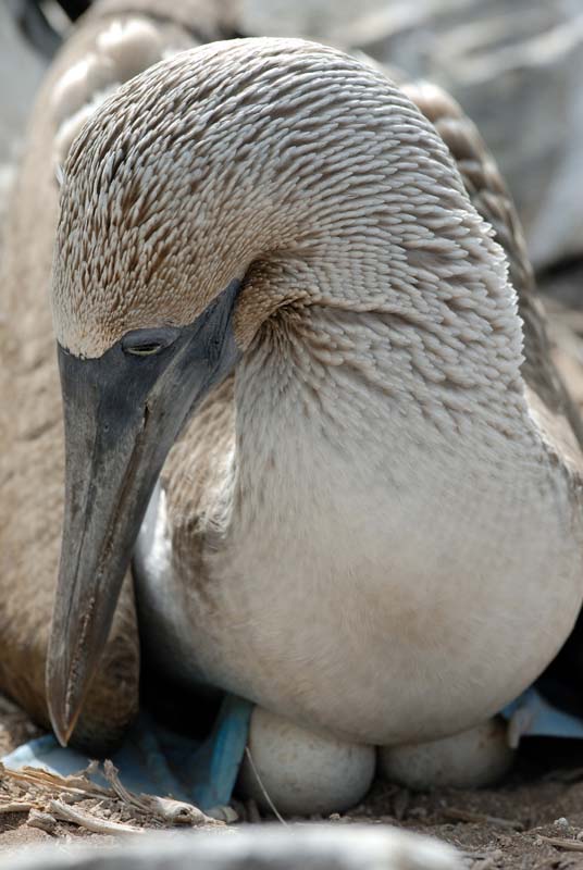 2846_GALAPAGOS_ESPAGNOLA