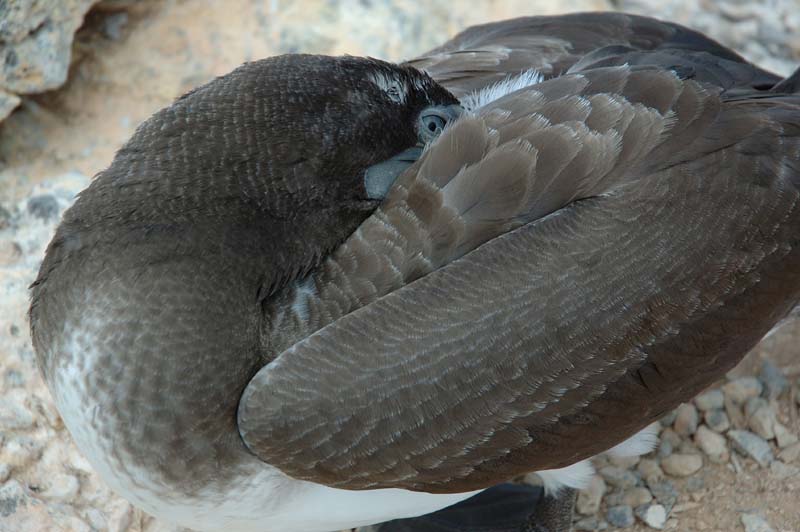 2852_GALAPAGOS_ESPAGNOLA