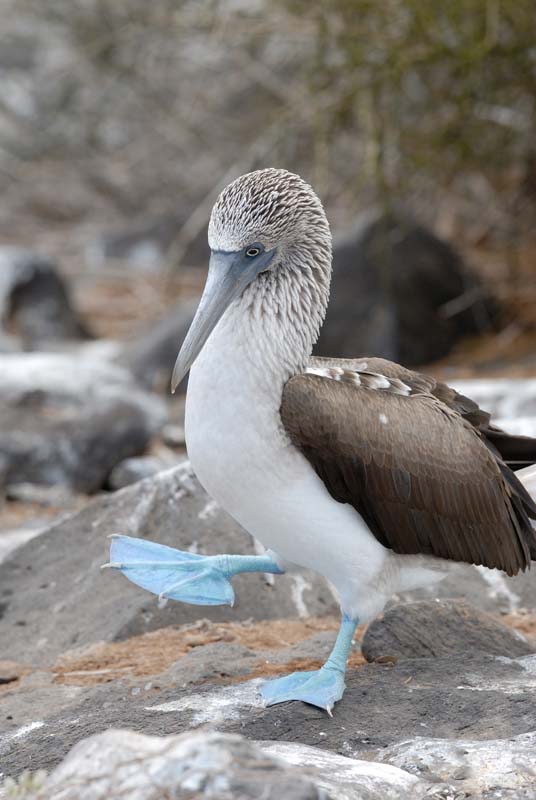 2885_GALAPAGOS_ESPAGNOLA