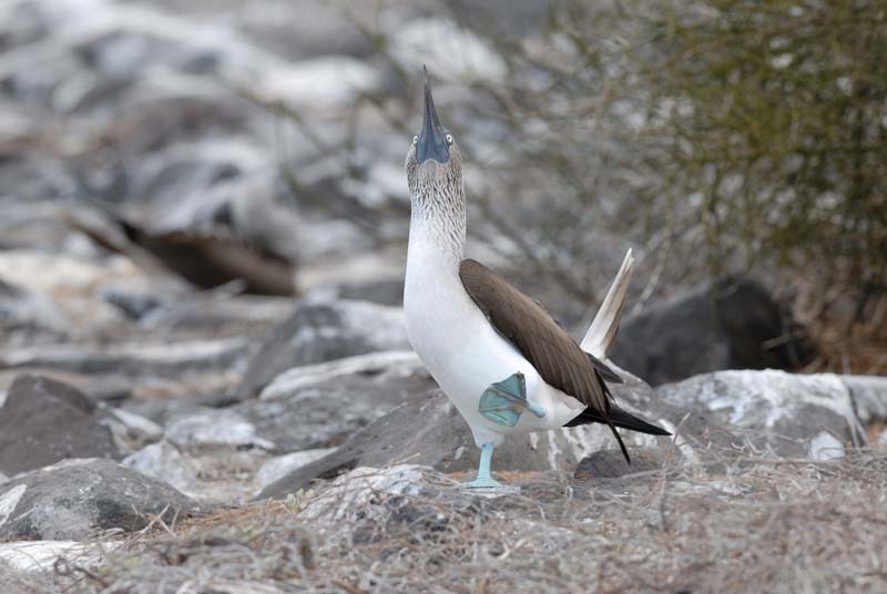 2904_GALAPAGOS_ESPAGNOLA
