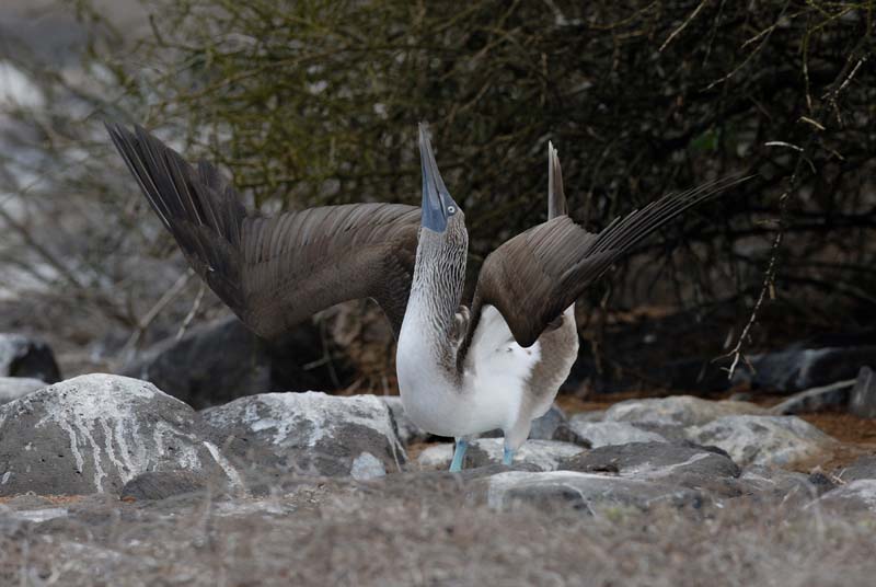 2910_GALAPAGOS_ESPAGNOLA