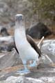 2884_GALAPAGOS_ESPAGNOLA
