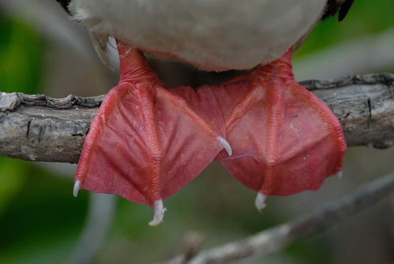 0355_GALAPAGOS_GENOVESA