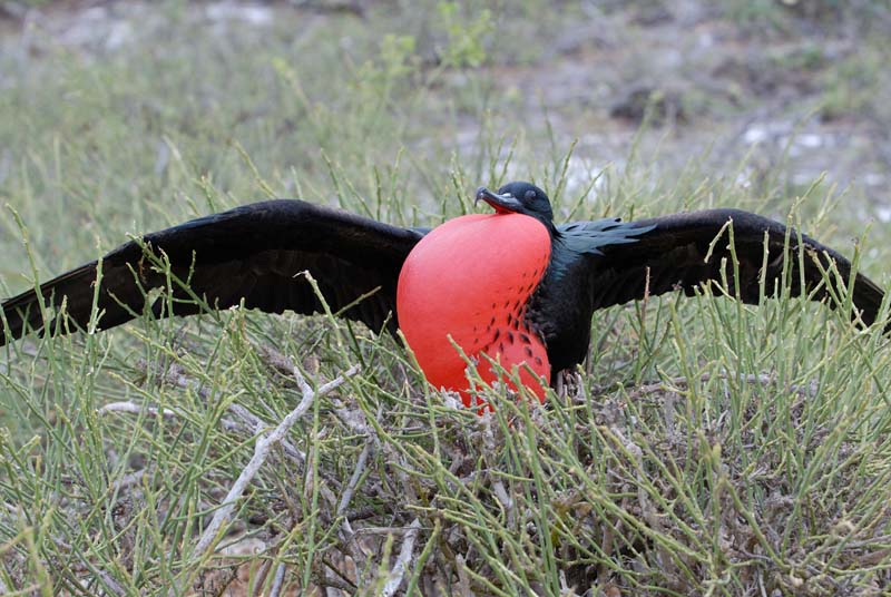 0288_GALAPAGOS_GENOVESA