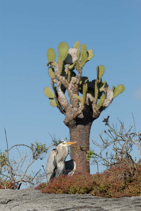 02_2707_GALAPAGOS_FLOREANA