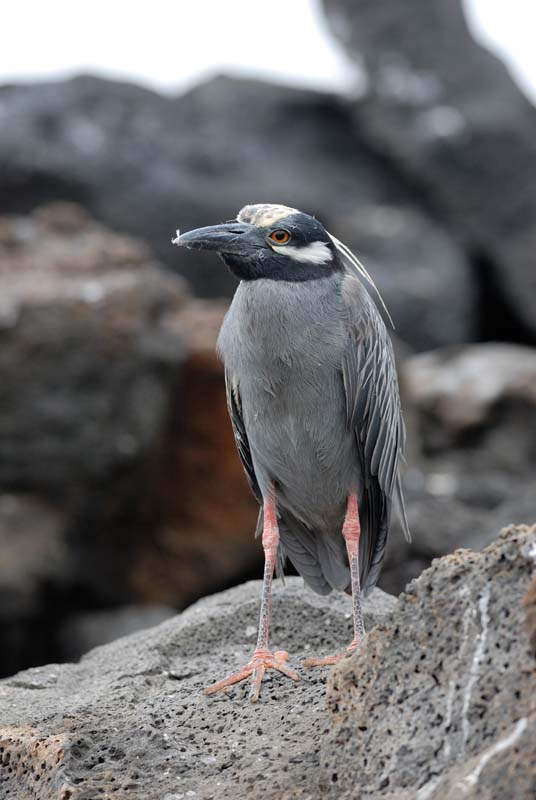 05_0367_GALAPAGOS_GENOVESA