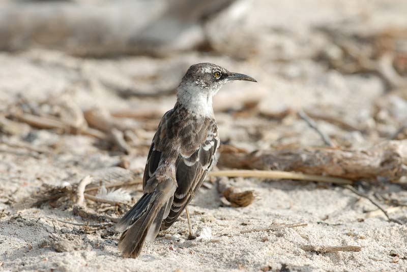 3196_GALAPAGOS_SANTA_FE