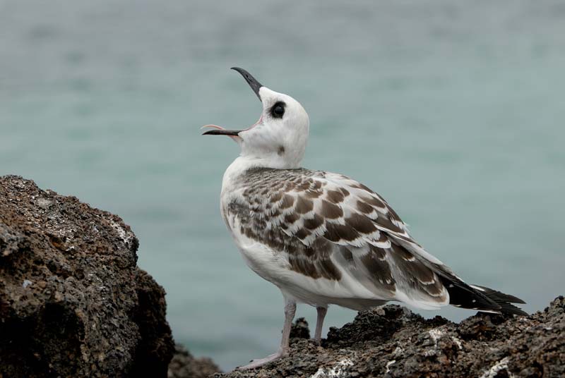0476_GALAPAGOS_GENOVESA