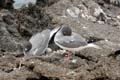 0471_GALAPAGOS_GENOVESA