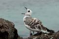 0476_GALAPAGOS_GENOVESA