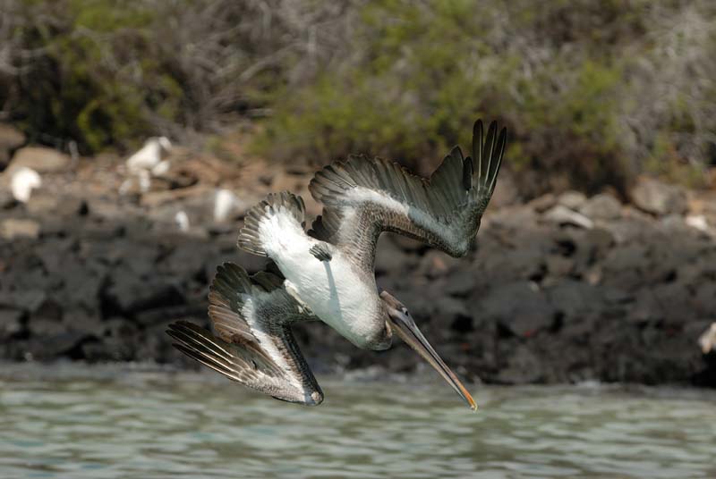 05_3456_GALAPAGOS_SANTA_FE