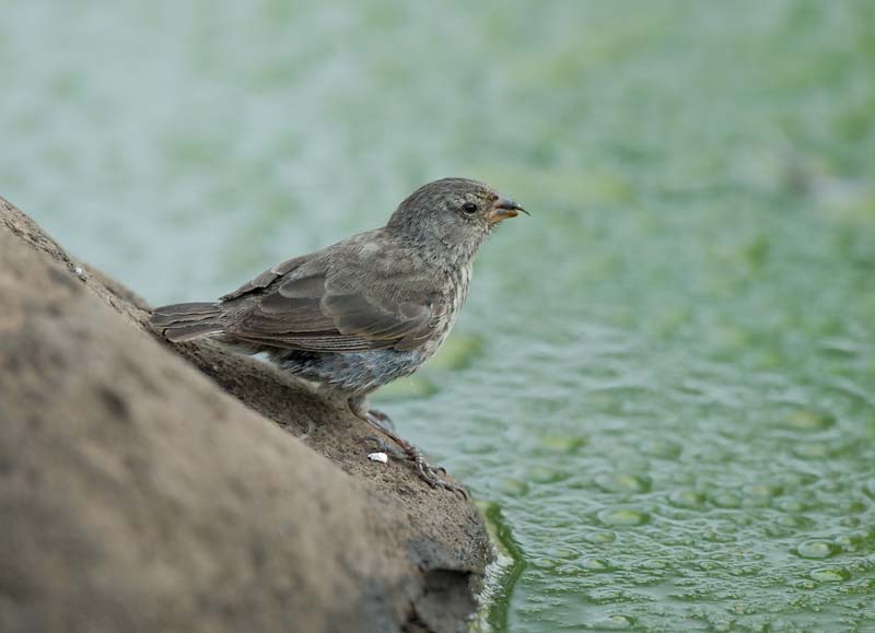 4144_GALAPAGOS_SANTA_CRUZ