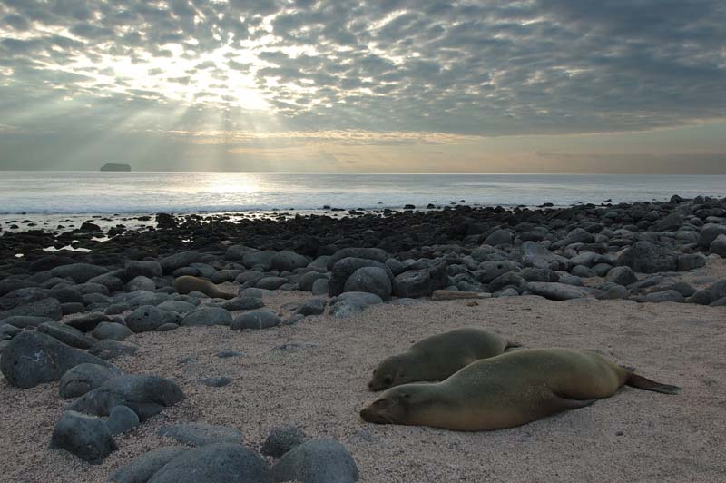 0188_GALAPAGOS_SEYMOUR