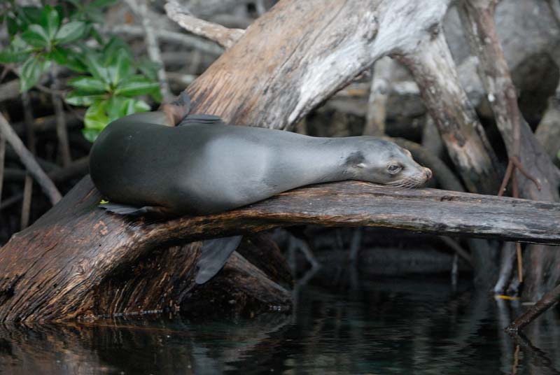 2189_GALAPAGOS_ISABELA