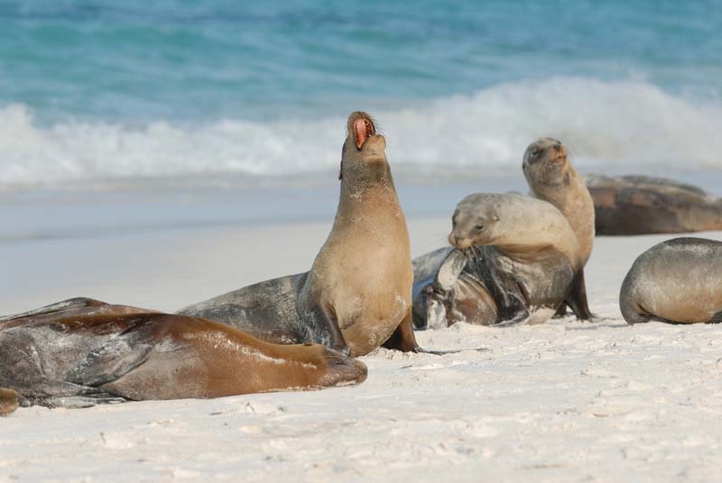 3088_GALAPAGOS_ESPAGNOLA