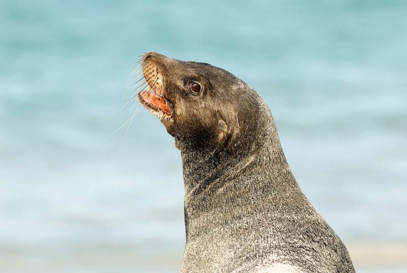 3144_GALAPAGOS_ESPAGNOLA