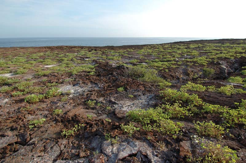 0561_GALAPAGOS_GENOVESA