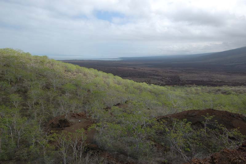 1902_GALAPAGOS_ISABELA