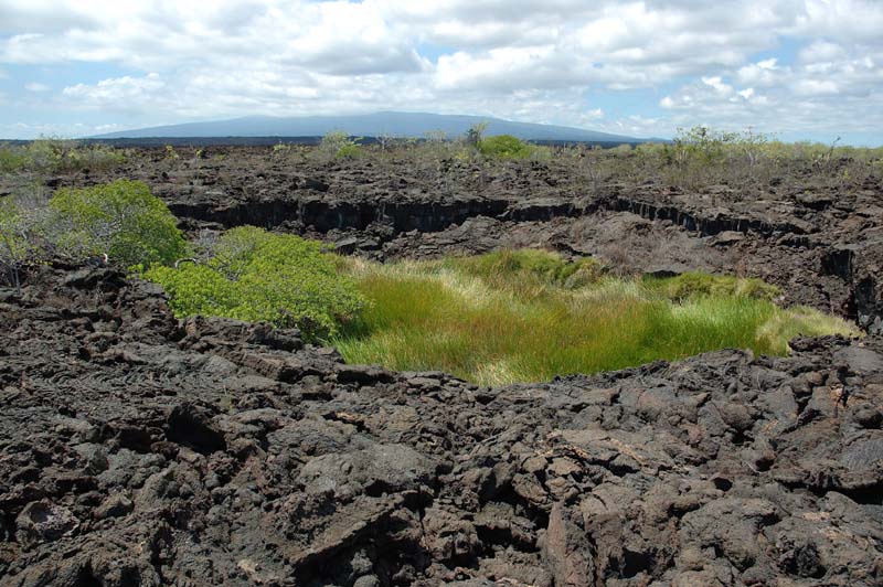 2249_GALAPAGOS_ISABELA