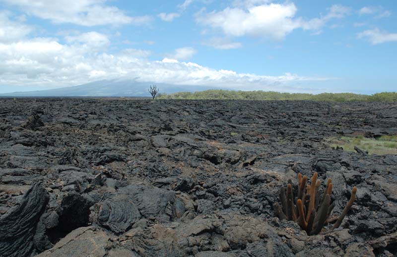 2289_GALAPAGOS_ISABELA