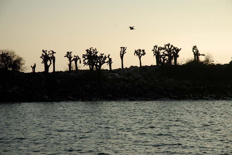 3163_GALAPAGOS_SANTA_FE