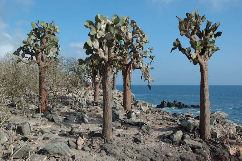 3203_GALAPAGOS_SANTA_FE