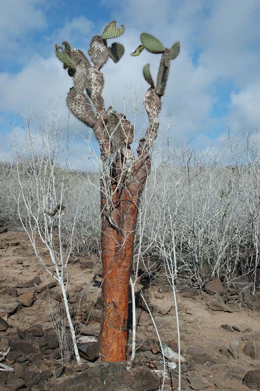 3260_GALAPAGOS_SANTA_FE
