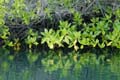 2161_GALAPAGOS_ISABELA