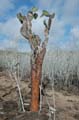 3260_GALAPAGOS_SANTA_FE