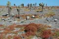 3550_GALAPAGOS_PLAZA_SUD
