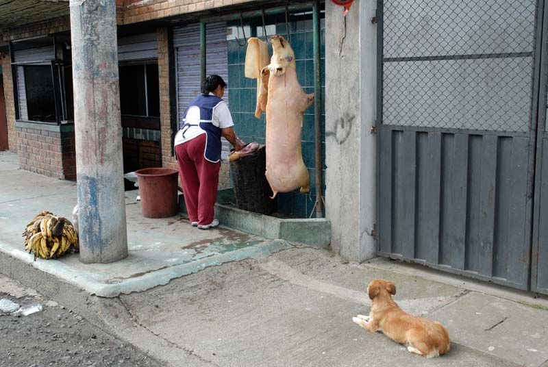28_4292_QUITO_CALDERON